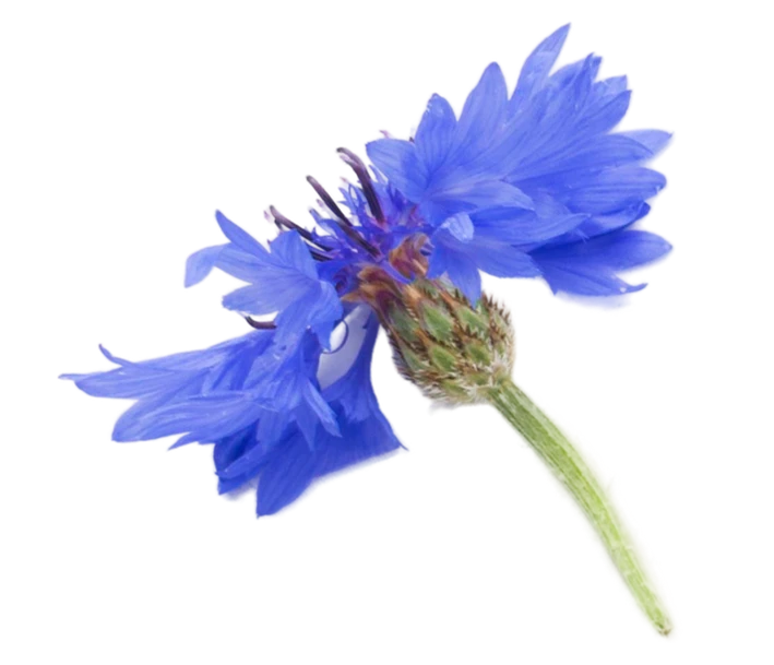 Аренда усадьбы на сутки