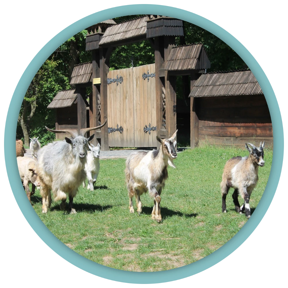 Растительность и живность на участке